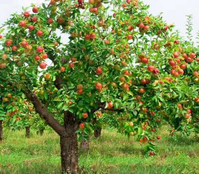 Tysiące lat historii jabłka
